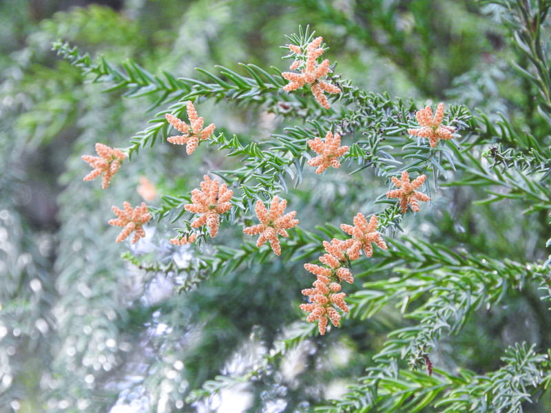 スギ花粉,花粉対策,花粉症